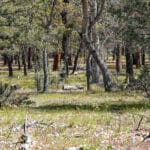 Photo 27 for Scarface Acreage