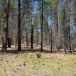 Photo 37 for East Road Ragland Gulch Acreage