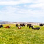 Photo 2 for Pritchard Sumner Ranch