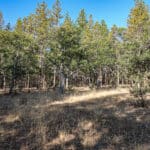 Photo 6 for East Road Ragland Gulch Acreage