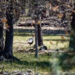 Photo 3 for Scarface Acreage