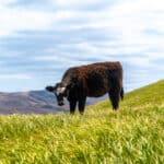 Photo 4 for Pritchard Sumner Ranch