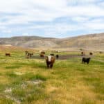 Photo 34 for Pritchard Sumner Ranch