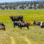 Photo 99 for Lassen Hay Ranch