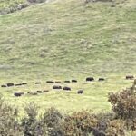 Photo 39 for Pritchard Sumner Ranch