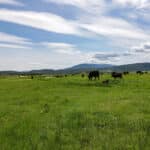 Photo 41 for Lorenzini Ranch