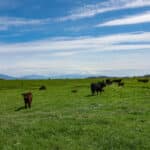 Photo 42 for Lorenzini Ranch
