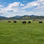 Photo 44 for Lorenzini Ranch