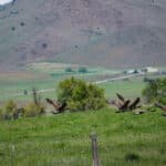 Photo 46 for Lorenzini Ranch