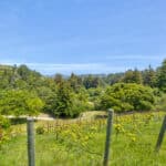 Photo 66 for San Gregorio Creekside Farm