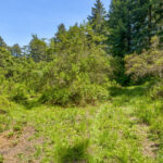 Photo 76 for San Gregorio Creekside Farm