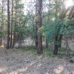 Photo 15 for East Road Ragland Gulch Acreage