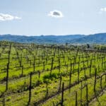 Photo 28 for Aina Vineyard