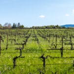 Photo 30 for Aina Vineyard