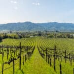 Photo 32 for Aina Vineyard