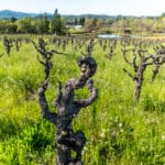 Photo 34 for Aina Vineyard
