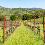 Photo 35 for Aina Vineyard