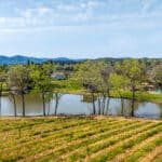 Photo 41 for Aina Vineyard
