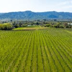 Photo 51 for Aina Vineyard