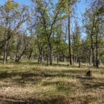 Photo 20 for 539 acres East Road