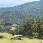 Photo 10 for McNab Crag Ranch