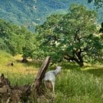 Photo 52 for McNab Crag Ranch