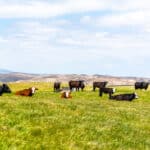 Photo 1 for Pritchard Sumner Ranch