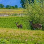 Photo 75 for Fall River Wild Rice Farm
