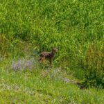 Photo 76 for Fall River Wild Rice Farm