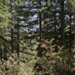 Photo 10 for Boddum Redwood Preserve