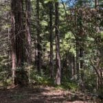 Photo 12 for Boddum Redwood Preserve