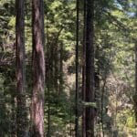 Photo 14 for Boddum Redwood Preserve