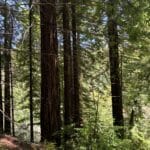 Photo 15 for Boddum Redwood Preserve