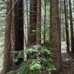 Photo 8 for Boddum Redwood Preserve