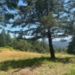 Photo 4 for Boddum Redwood Preserve