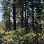 Photo 1 for 40 Acres Siskiyou (410)