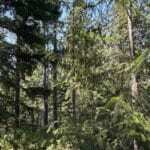 Photo 2 for 40 Acres Siskiyou (410)