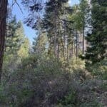 Photo 4 for 40 Acres Siskiyou (410)