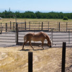 Photo 6 for Woodard Ranch