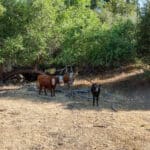 Photo 8 for Badger Ranch