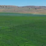 Photo 3 for Fort Bidwell Cattle and Hay