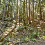 Photo 4 for Little River, Mendocino