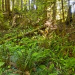 Photo 7 for Little River, Mendocino