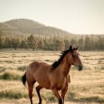 Photo 28 for Holcomb Valley Ranch