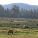 Photo 27 for Holcomb Valley Ranch