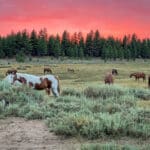 Photo 3 for Holcomb Valley Ranch