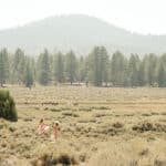 Photo 18 for Holcomb Valley Ranch