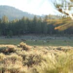 Photo 47 for Holcomb Valley Ranch