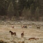Photo 10 for Holcomb Valley Ranch
