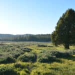 Photo 7 for Holcomb Valley Ranch